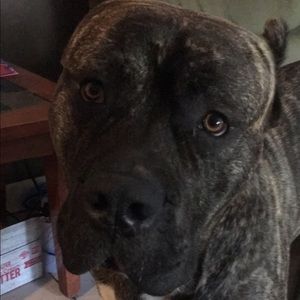 Meet your Posher, Riley